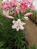 [4128 Revelation No01.JPG]